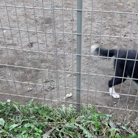 販売中の子犬達の画像