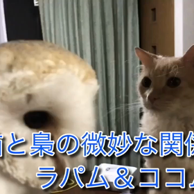 猫と梟の微妙な関係の画像