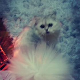 投げるセンスないの画像