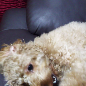 歯は命ってママがうるさいからの画像