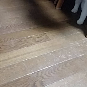 ゴキブリと格闘中の画像