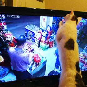 TV鑑賞、しらたまさん！の画像