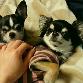 リノリリの甘々タイムの画像