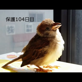 おちゅんのまとめ2の画像