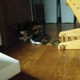 ワンチャンを狙うの画像