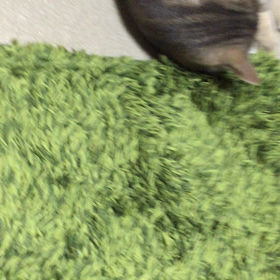 尻尾とキヨシの画像