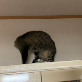 ブームらしいの画像