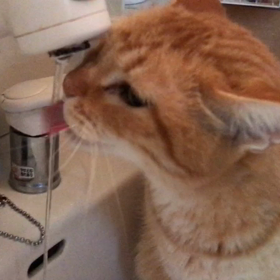 新鮮なのじゃなきゃ！の画像