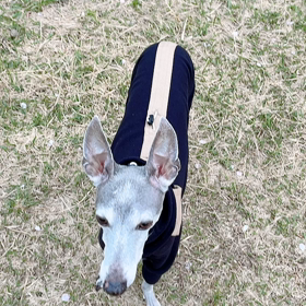 ヒナさんぽ♪の画像