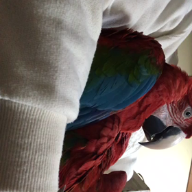 ベニコンゴウインコの画像