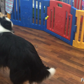 なつちゃんご来店の画像