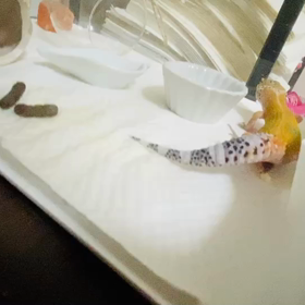 リュカちゃん　　ぶりっ‼︎の画像