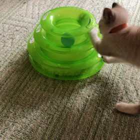 ビビちゃん遊びずき❤️の画像