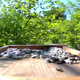 すぎぴたんの事件簿　シーズン２　２５９話（恐怖！スズメバチ接近）の画像