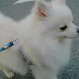 散歩しましたの画像