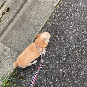 オリーブさんは1人散歩が好き(^^)の画像