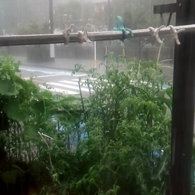 凄いことになってます☆彡の画像