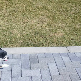 デコ散歩の画像