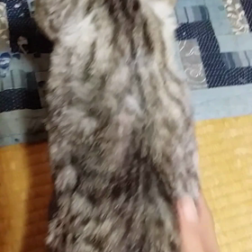 もうすぐデビューの画像