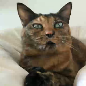 新年の挨拶の画像