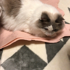 癒しのひとときの画像