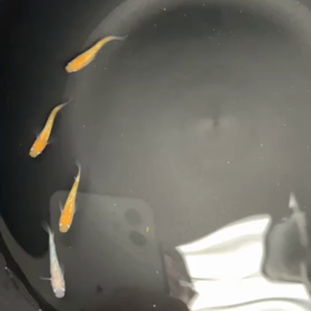 7/30 LINE販売個体動画①〜③の画像