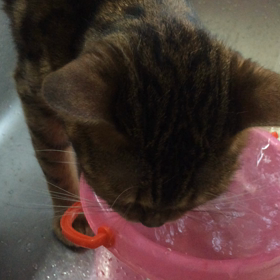 ティーちゃん マイブームの画像