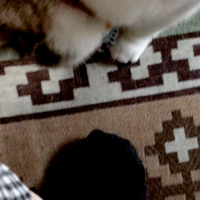 災難動画の画像