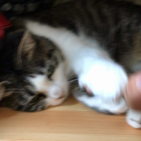 今日のネコの画像