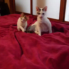 ぽーみゅー保護猫保育園里親さん便り　シア、ルーク、新名前の画像