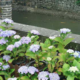 ながさき紫陽花まつりの画像