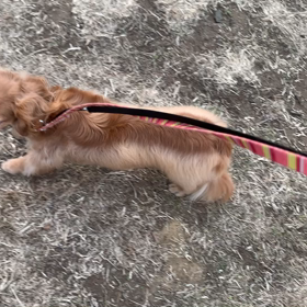 1月8日10わんこと2時間遠足　代々木公園表参道の画像