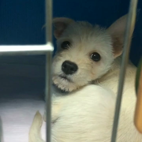 子犬のめいちゃんの画像