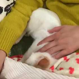 かどまねこ、ポコくんトライアルの画像