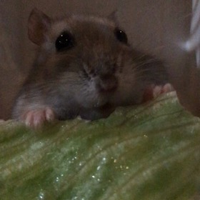 ハムスターの咀嚼音を堪能の画像