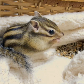 シマリスももたろ貯食を夜食に♪の画像