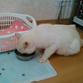 朝からモリモリ　こはくちゃんの画像