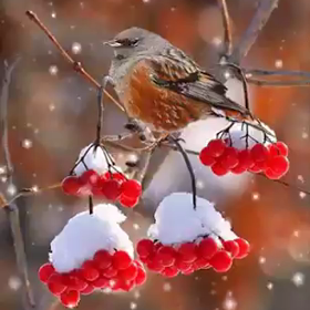 積もった雪　金子みすゞの画像