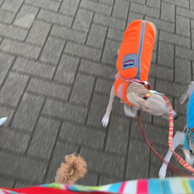 1月1日14わんこと2時間遠足　代々木公園　2の画像