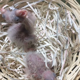 オキナインコバイオレット産まれました(*^▽^*)の画像