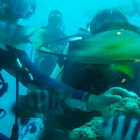 I♡GUAM  ダイバーを見る編の画像