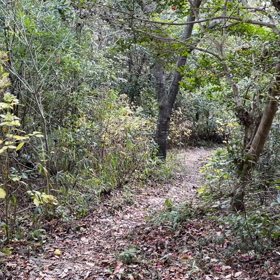 猪突猛進？の画像