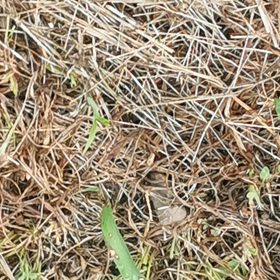 黄金の日々の画像