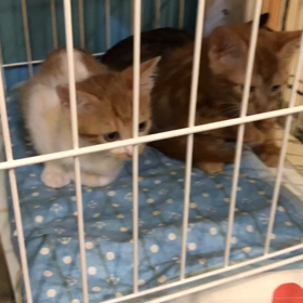 ふれあい譲渡会 開催中の画像