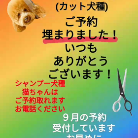 ８月トリミング予約の画像