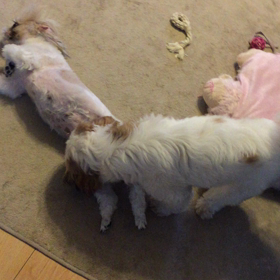 ふくちゃんミンちゃん夫婦のいとなみの画像