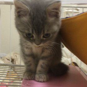 なきごえの画像