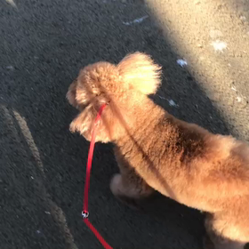 ♪お散歩動画♪代々木公園♪の画像