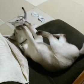 アッシュの顔が…(^^)の画像