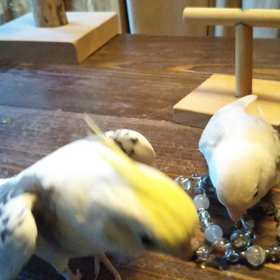 久しぶりに・・・鳥さんネタ(^w^)の画像